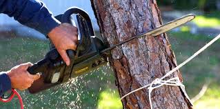  Mulberry, AR Tree Removal Services Pros