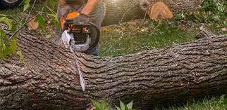 Best Hazardous Tree Removal  in Mulberry, AR