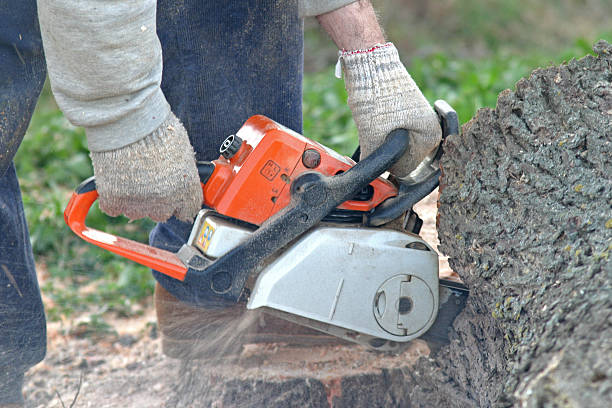 Best Tree Disease Treatment  in Mulberry, AR