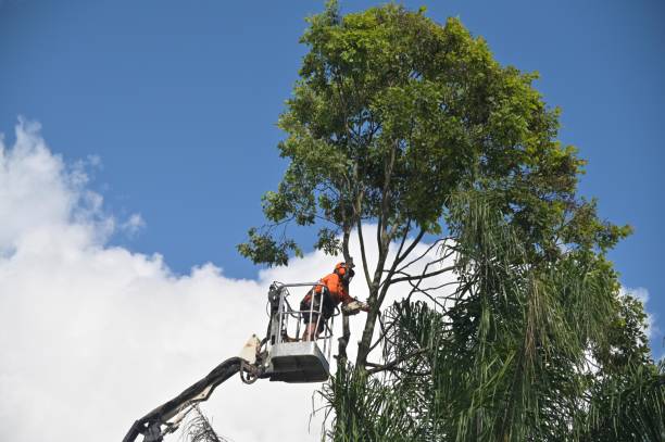 Best Emergency Tree Removal  in Mulberry, AR