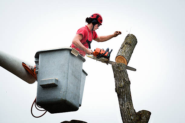 Leaf Removal in Mulberry, AR