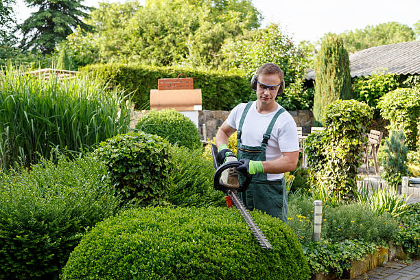 Reliable Mulberry, AR Tree Removal Services Solutions