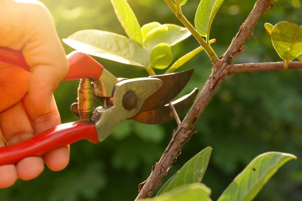 Best Leaf Removal  in Mulberry, AR